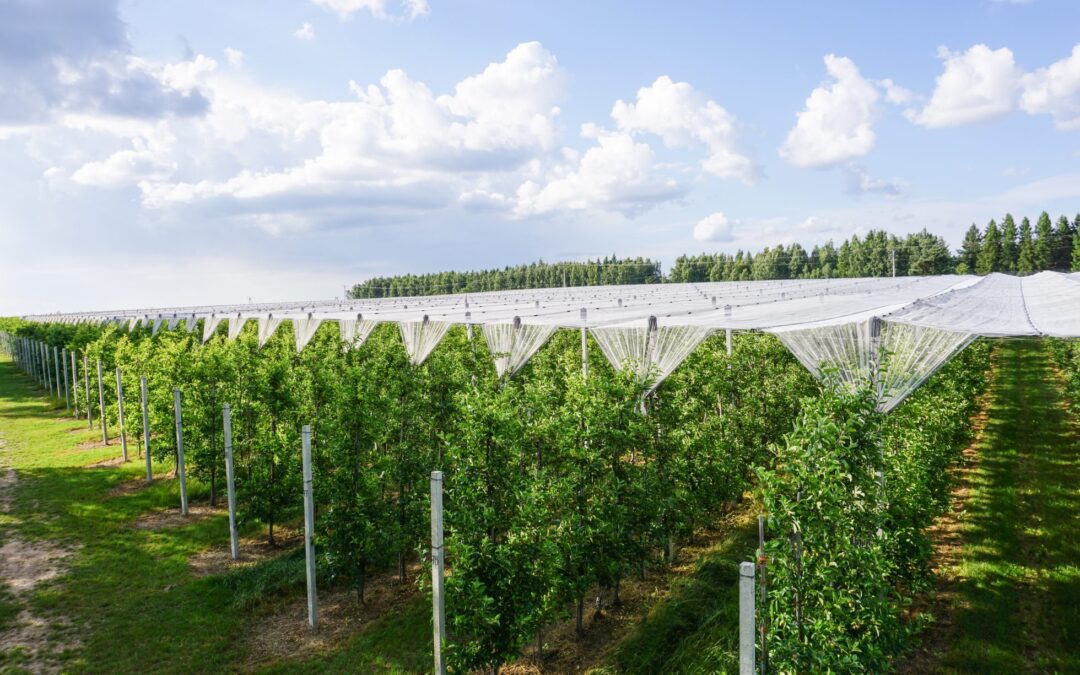 Producent słupków betonowych i strunobetonowych.