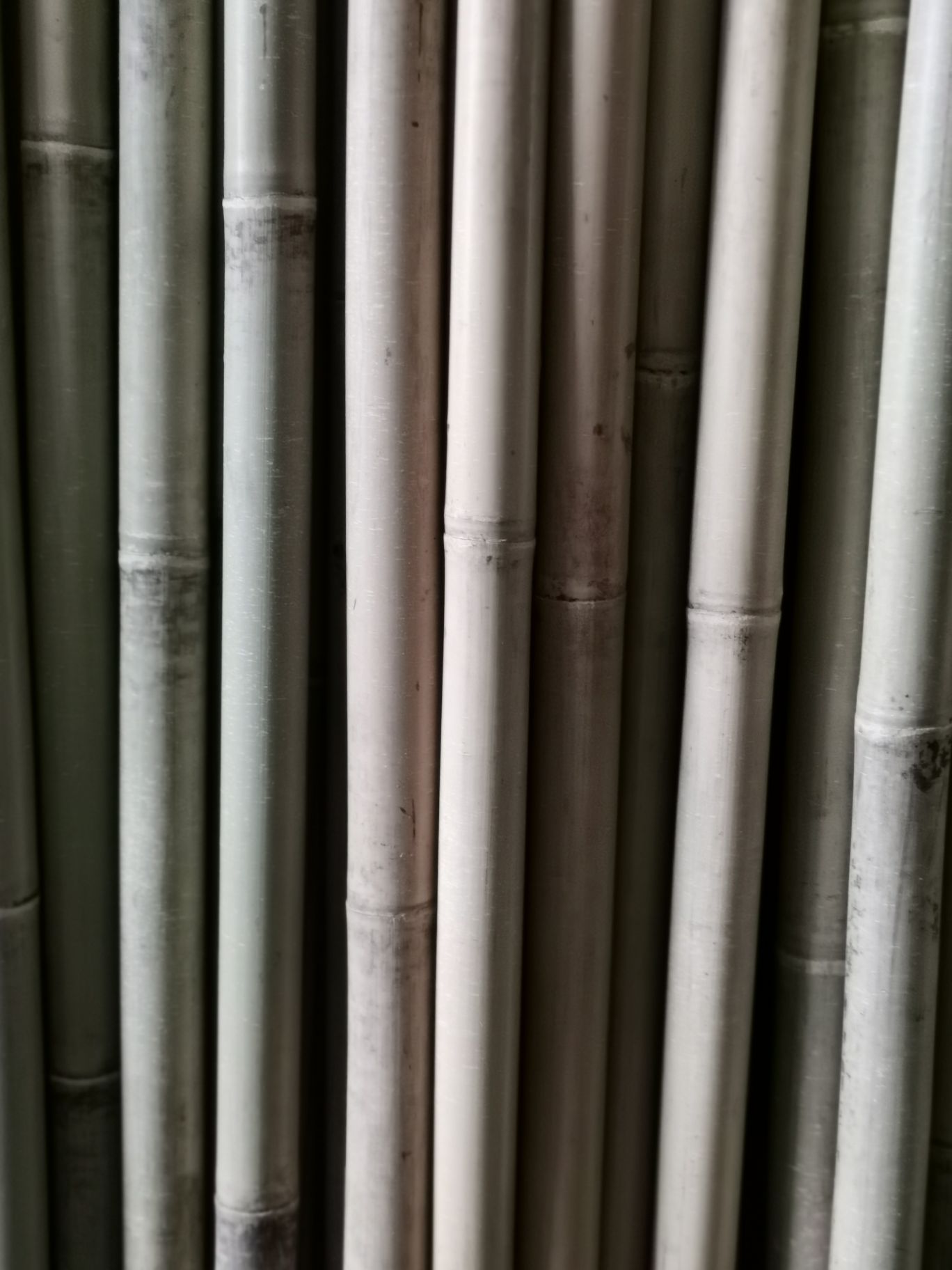 Tyczki bambusowe 240 cm.