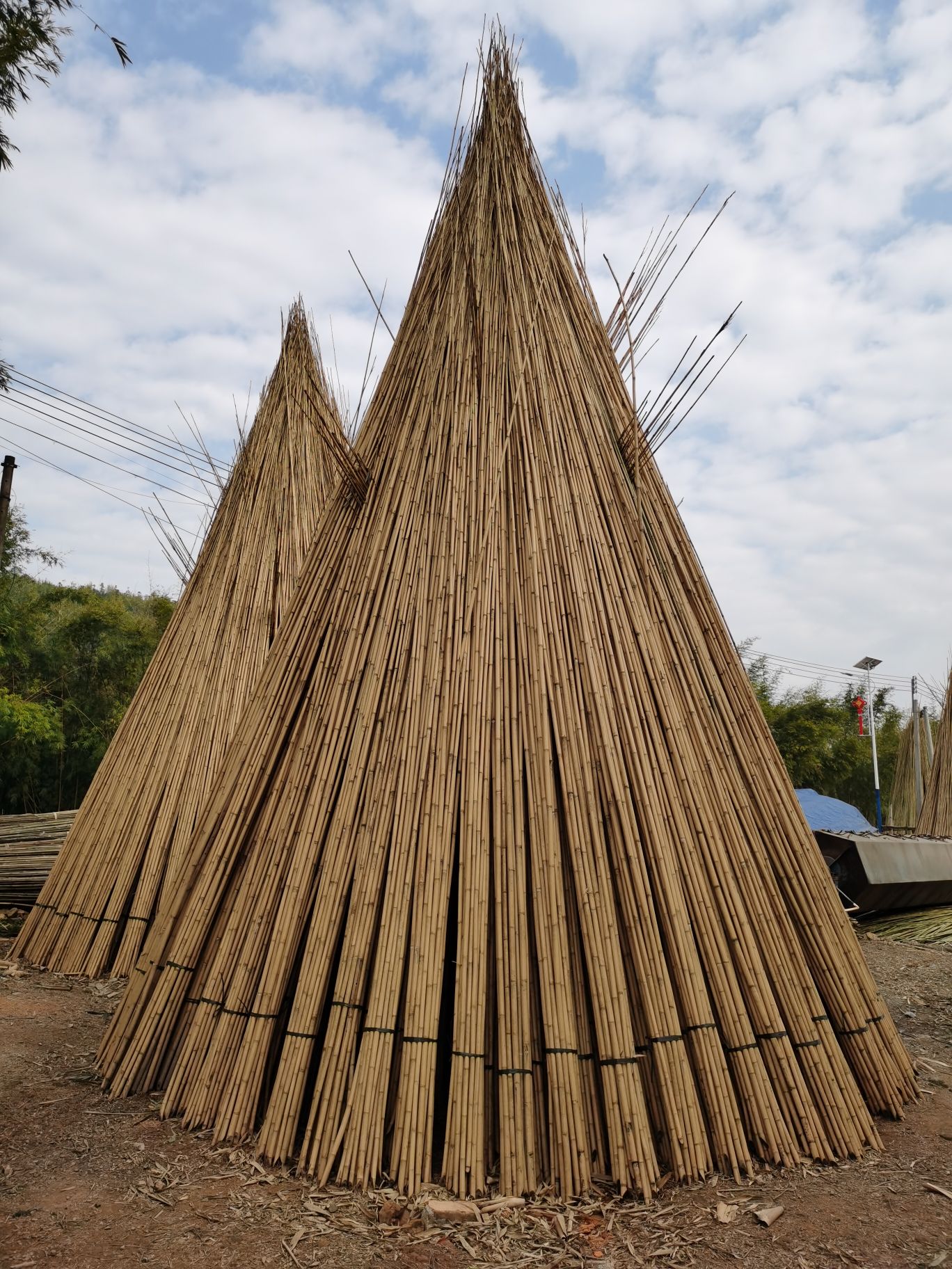 Tyczki bambusowe przygotowane do wyschnięcia.