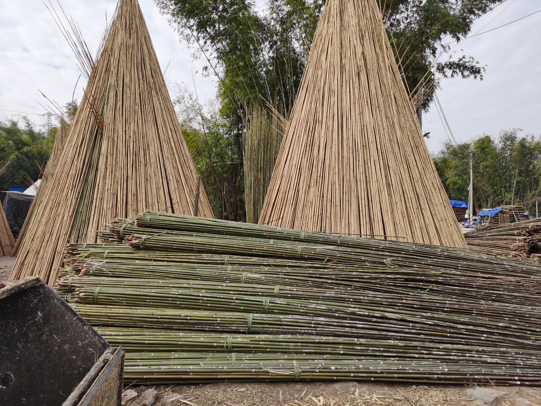 Tyczki bambusowe importer.