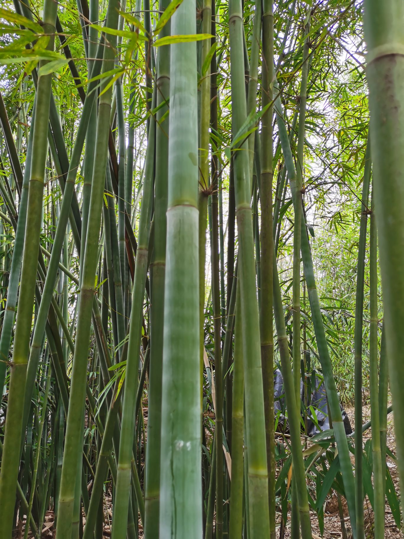 Tyczki bambusowe zielone.