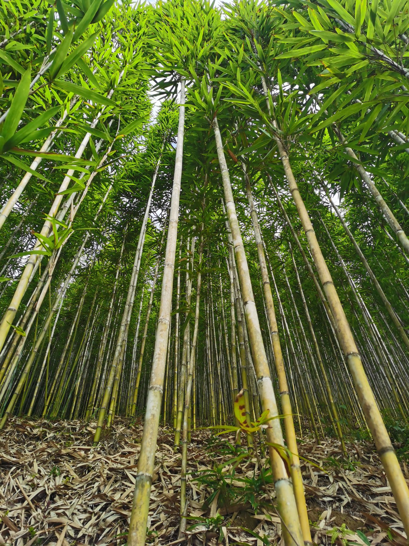 Tyczki bambusowe w naturalnym środowisku.