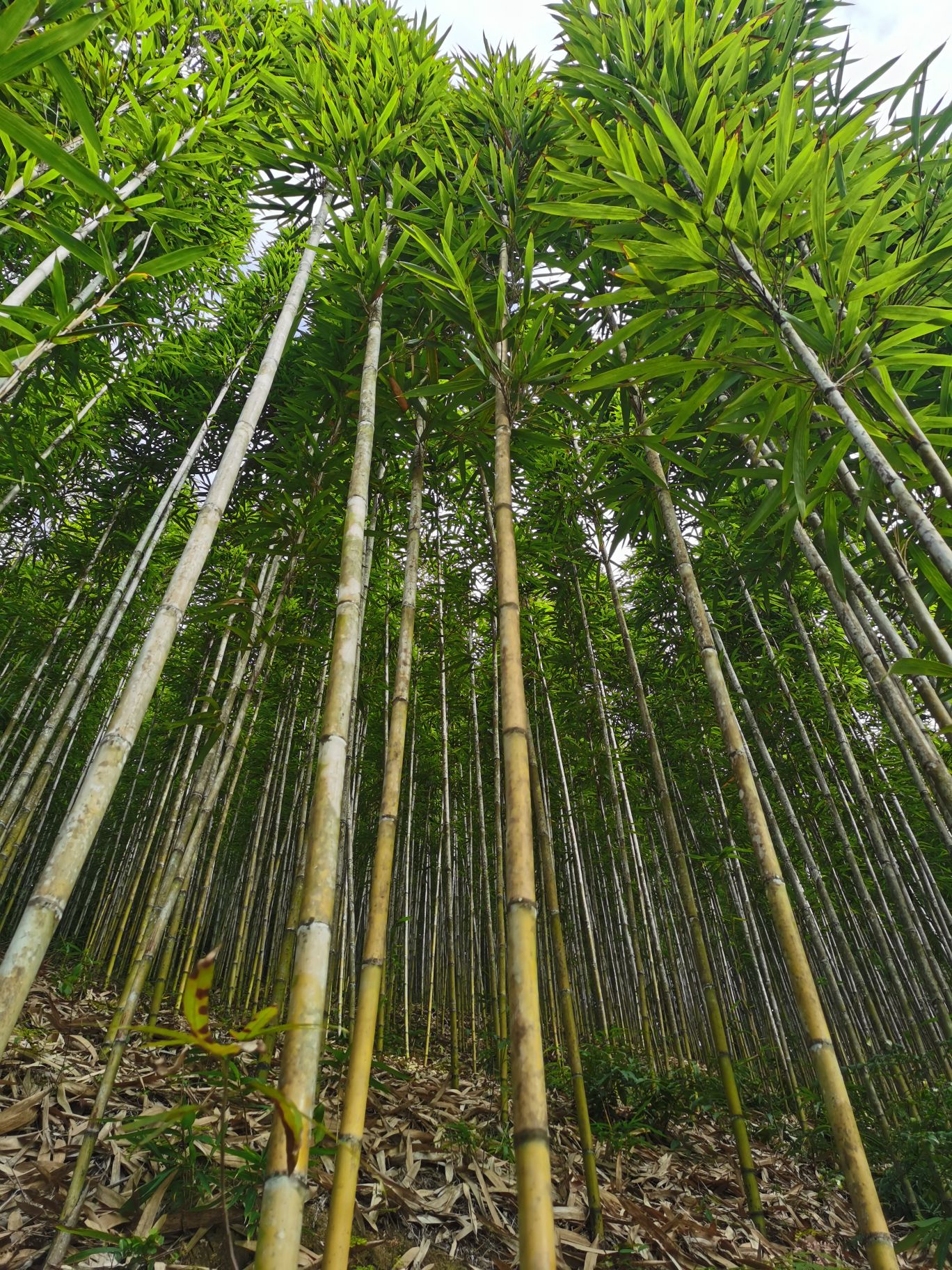 Jak rosną tyczki bambusowe.