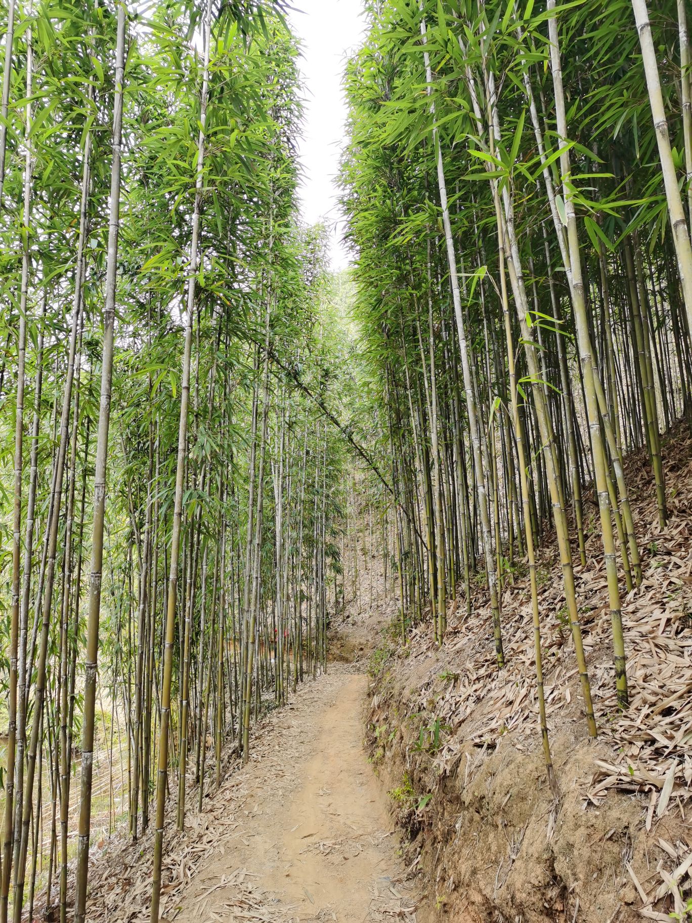 Tyczki bambusowe uprawa.